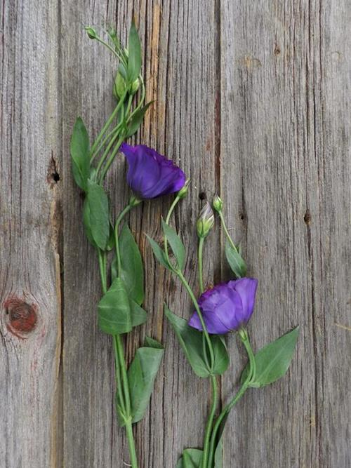 PURPLE LISIANTHUS